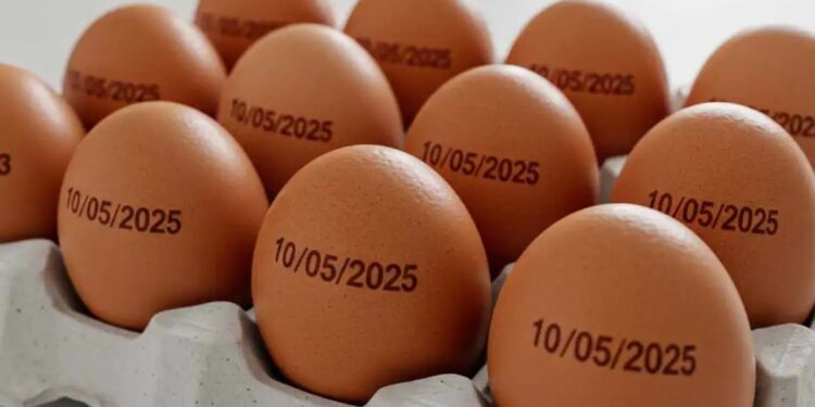 País tem recorde na produção de ovos, abate de bovinos, frango e porco, diz Governo Federal