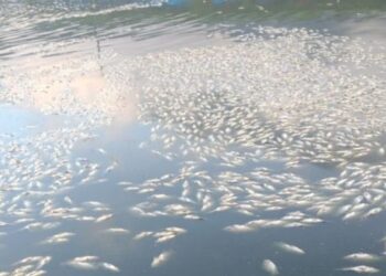 Falha elétrica mata 70 mil peixes e gera prejuízo de R$ 250 mil em SC