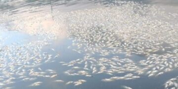 Falha elétrica mata 70 mil peixes e gera prejuízo de R$ 250 mil em SC
