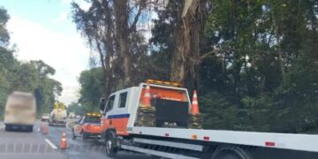 Motorista sobrevive após carro despencar de barranco de 15 metros na ERS-122, em Flores da Cunha