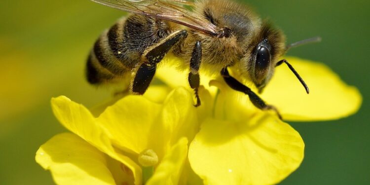 Produção de mel deve ficar bem abaixo de nove mil toneladas no RS