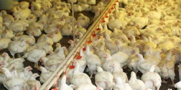 Semana será de chuva no Frangos sacrificados e ovos destruídos: saiba quais são as medidas sanitárias adotadas para conter a gripe aviária no RSRio Grande do Sul
