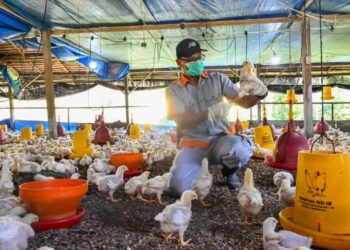 Rio Grande do Sul monta barreiras sanitárias após caso de gripe aviária