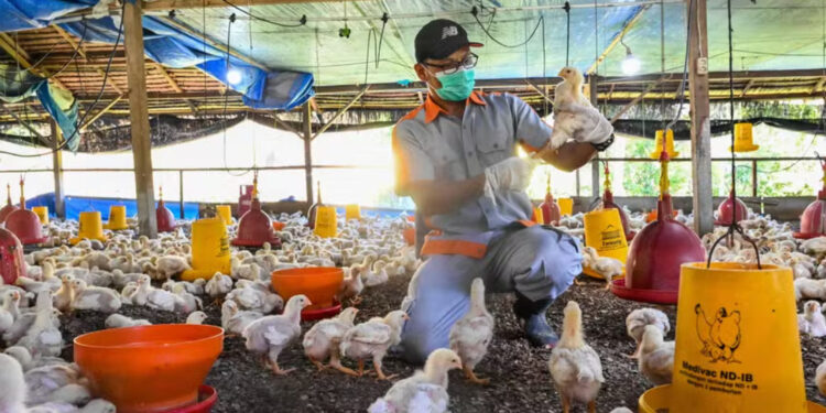 Rio Grande do Sul monta barreiras sanitárias após caso de gripe aviária