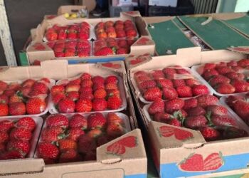 Febre do “Morango do Amor” dispara preço e provoca escassez nos mercados gaúchos