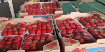 Febre do “Morango do Amor” dispara preço e provoca escassez nos mercados gaúchos