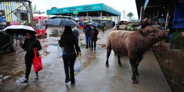 União anunciará socorro de R$ 10 bilhões aos produtores gaúchos na abertura da Expointer