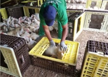 Justiça do Trabalho concede liminar em ação do MPT contra JBS por exploração de trabalhadores na apanha de aves