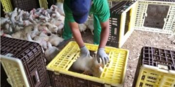 Justiça do Trabalho concede liminar em ação do MPT contra JBS por exploração de trabalhadores na apanha de aves