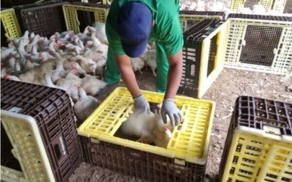 Justiça do Trabalho concede liminar em ação do MPT contra JBS por exploração de trabalhadores na apanha de aves