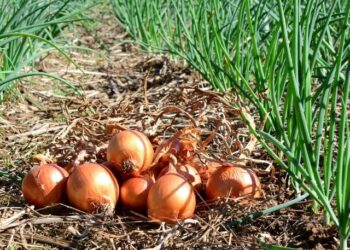 🚨 Crise no campo: municípios de SC decretam emergência com queda no preço da cebola