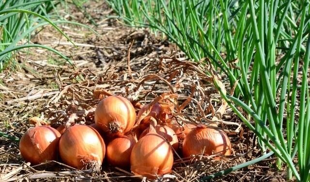 🚨 Crise no campo: municípios de SC decretam emergência com queda no preço da cebola