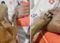 Despedida emocionante: Idoso morre horas depois de receber visita da cachorrinha em hospital do RS