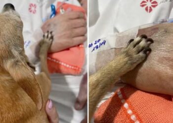 Despedida emocionante: Idoso morre horas depois de receber visita da cachorrinha em hospital do RS