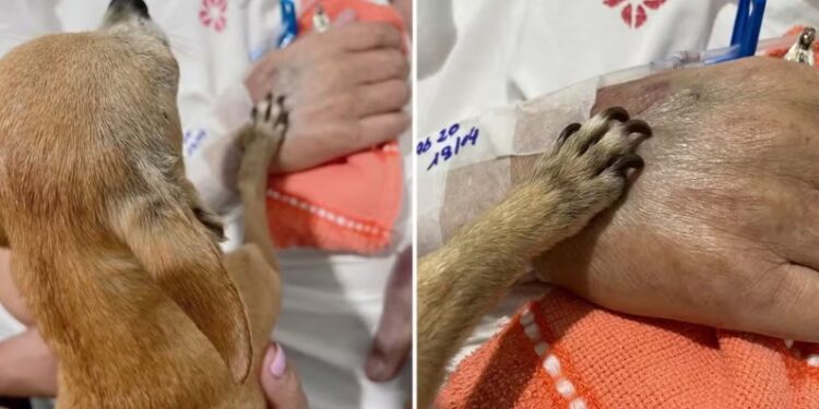 Despedida emocionante: Idoso morre horas depois de receber visita da cachorrinha em hospital do RS