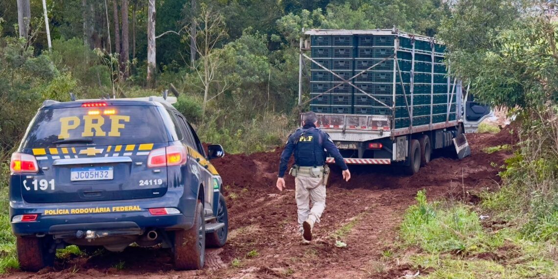 PRF apreende caminhão com quase uma tonelada de maconha e pistola em Passo Fundo