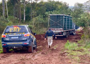 PRF apreende caminhão com quase uma tonelada de maconha e pistola em Passo Fundo